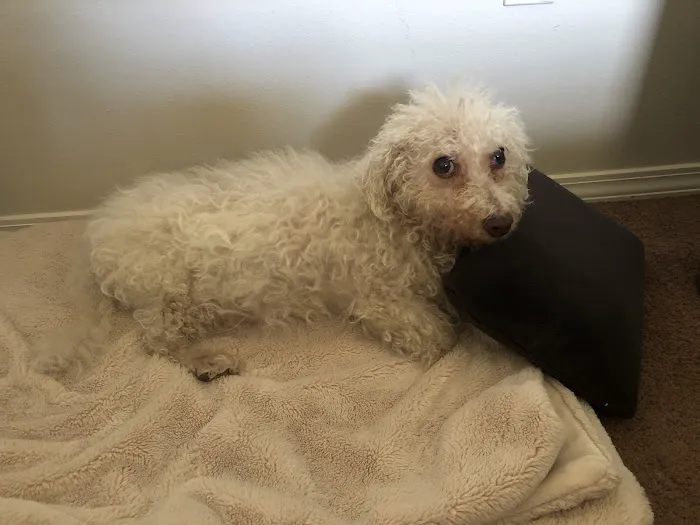 Hessman Mobile Veterinary Services Picture 8