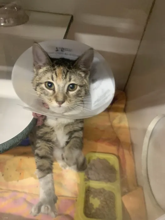 Hessman Mobile Veterinary Services Picture 9