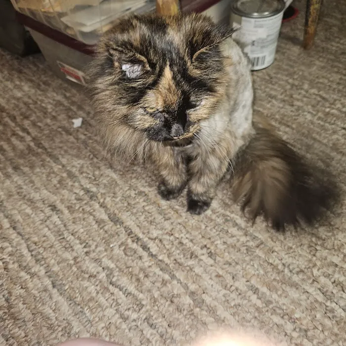 Hessman Mobile Veterinary Services Picture 10