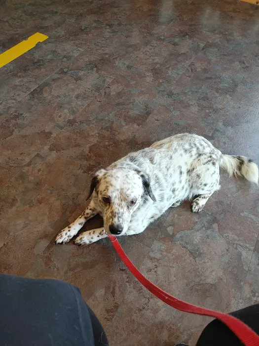 Ash Grove Veterinary Clinic Picture 1