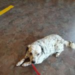 Ash Grove Veterinary Clinic