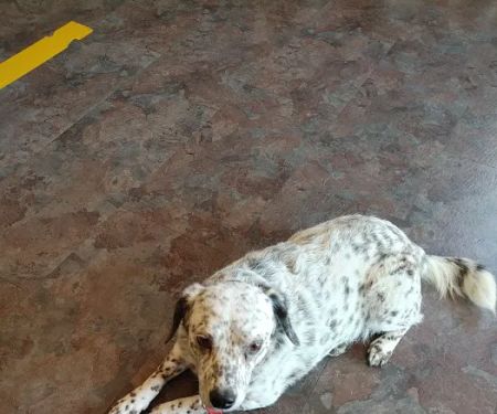 Ash Grove Veterinary Clinic