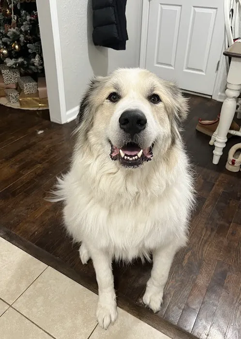 Ash Grove Veterinary Clinic Picture 2