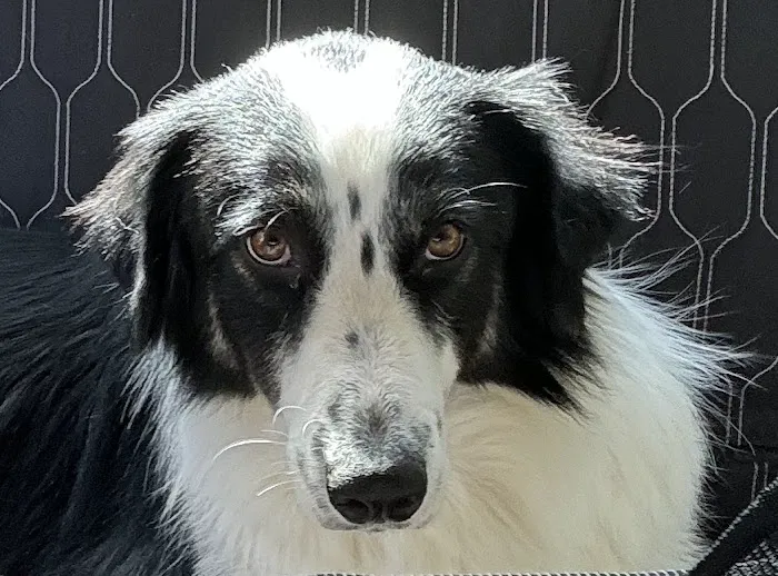 Ash Grove Veterinary Clinic Picture 7