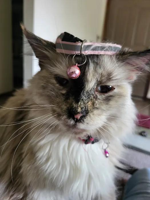 Ash Grove Veterinary Clinic Picture 8