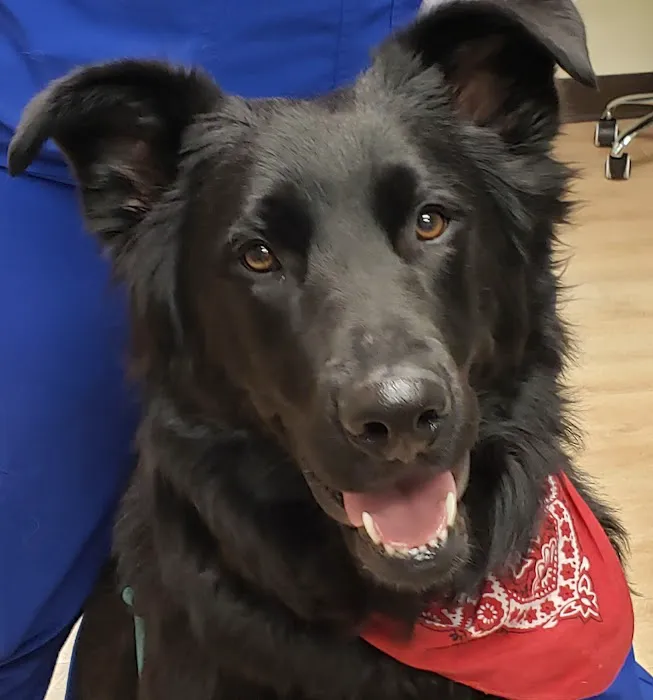 Spring Valley Veterinary Hospital - WEST Picture 3