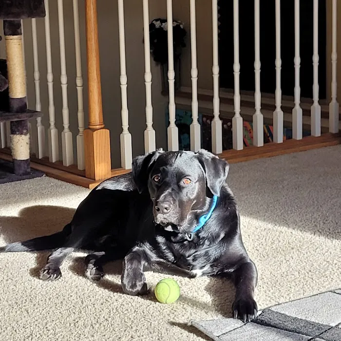 Spring Valley Veterinary Hospital - WEST Picture 2