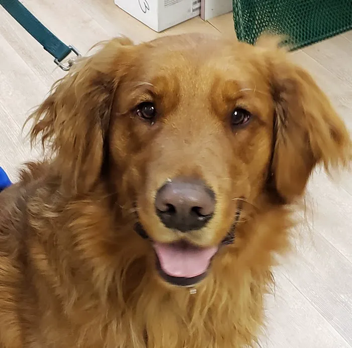 Spring Valley Veterinary Hospital - WEST Picture 4