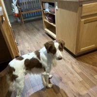 Spring Valley Veterinary Hospital - WEST ico