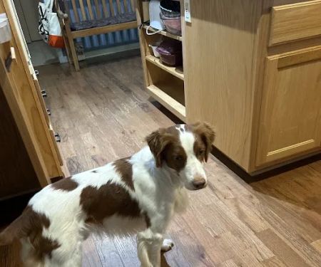 Spring Valley Veterinary Hospital - WEST