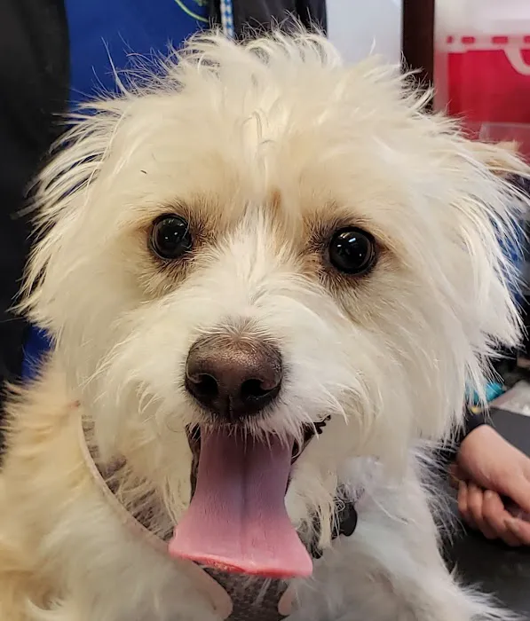 Spring Valley Veterinary Hospital - WEST Picture 6