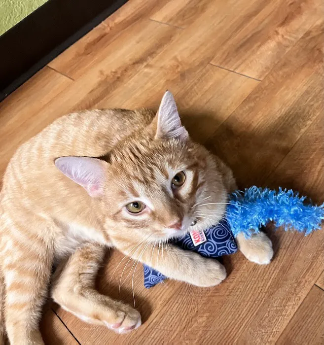 Spring Valley Veterinary Hospital - WEST Picture 7