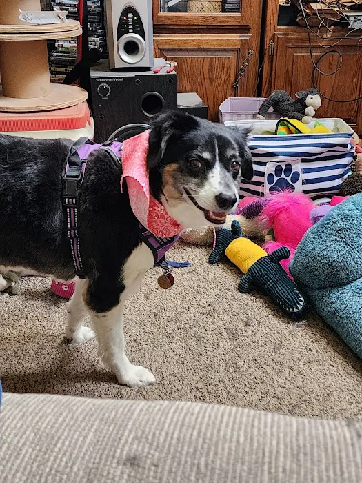 Spring Valley Veterinary Hospital - WEST Picture 8