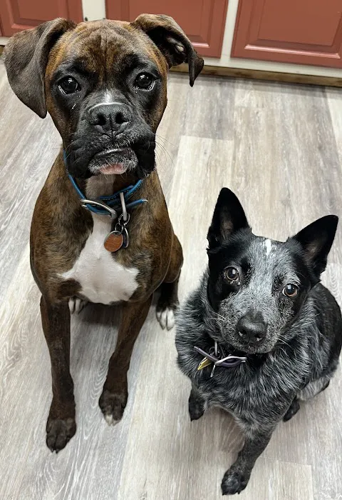 Spring Valley Veterinary Hospital - WEST Picture 10