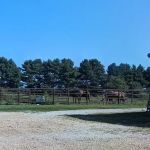 Whetstone Veterinary Clinic