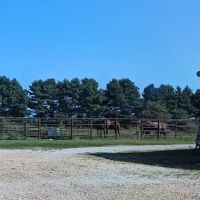 Whetstone Veterinary Clinic ico