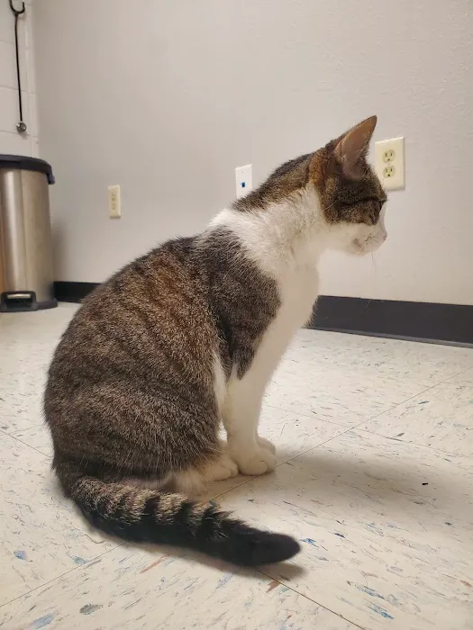 Whetstone Veterinary Clinic Picture 7