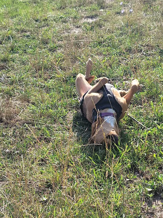 Whetstone Veterinary Clinic Picture 6