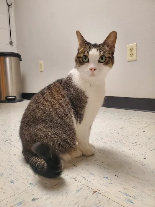 Whetstone Veterinary Clinic Picture 10