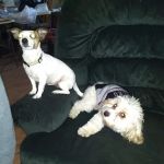 Mountain Grove Veterinary Clinic