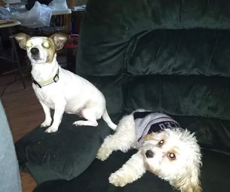 Mountain Grove Veterinary Clinic