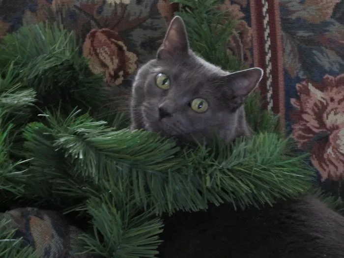 Country Hills Animal Hospital Picture 1