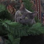 Country Hills Animal Hospital