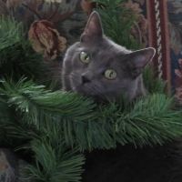 Country Hills Animal Hospital ico