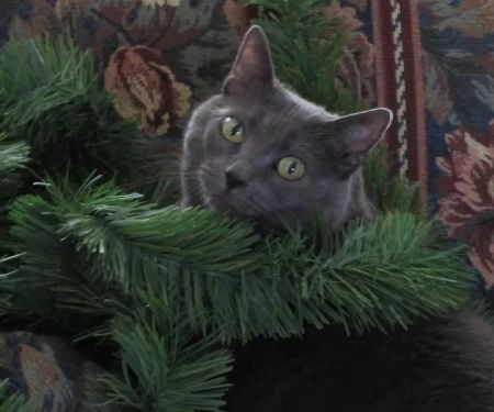 Country Hills Animal Hospital