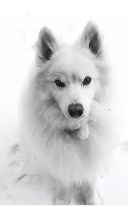 Country Hills Animal Hospital Picture 10