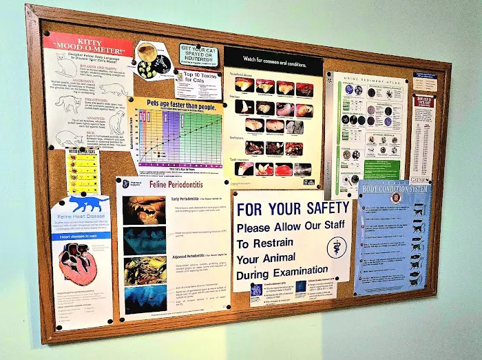 Pampurred Cat Picture 4