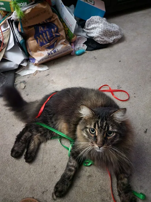 Pampurred Cat Picture 2