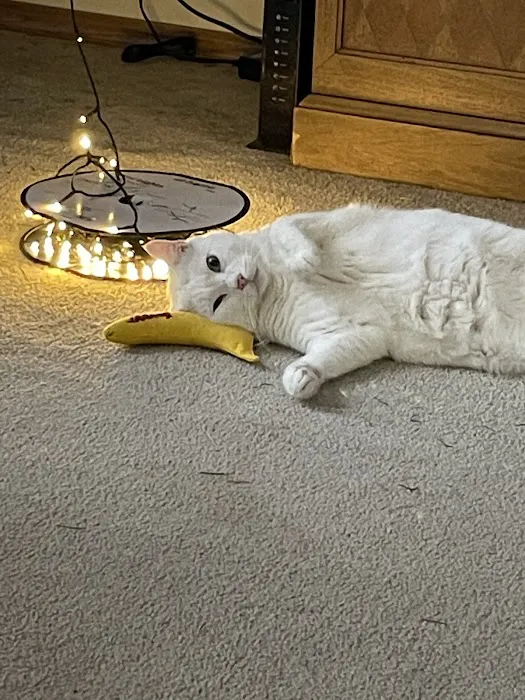 Pampurred Cat Picture 1