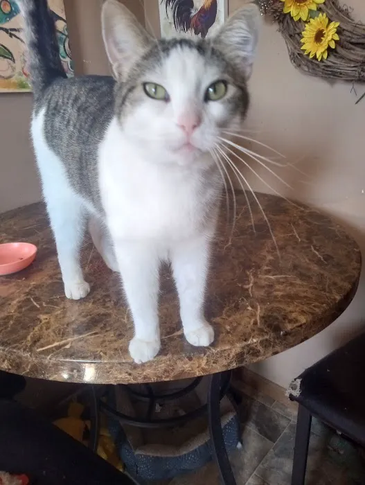 Pampurred Cat Picture 7