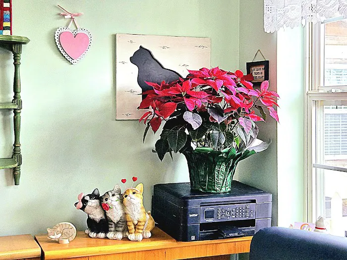 Pampurred Cat Picture 5