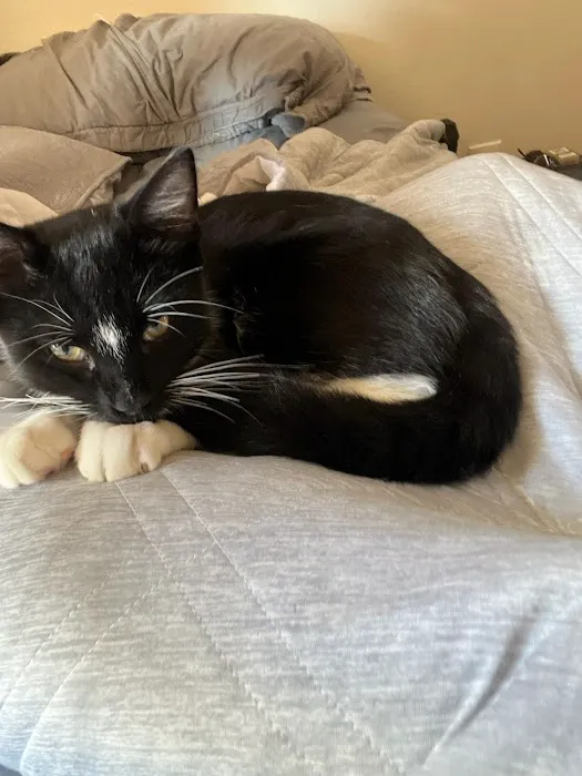 Pampurred Cat Picture 10