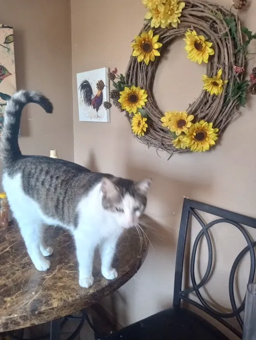 Pampurred Cat Picture 9