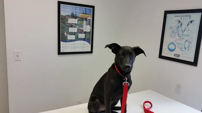 Gentle Care Animal Hospital Picture 2