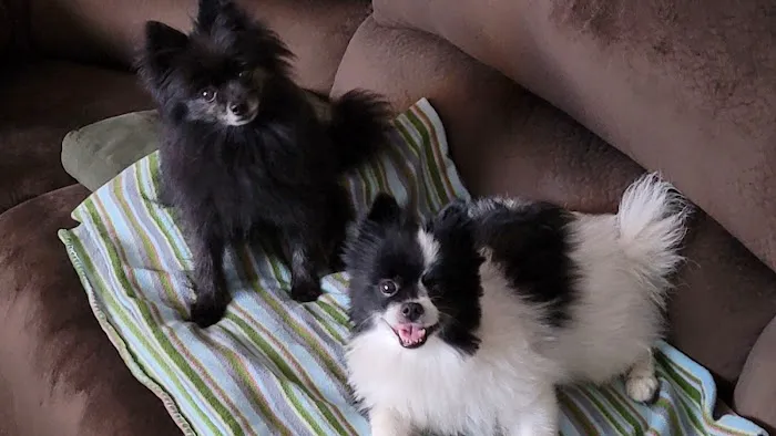 Gentle Care Animal Hospital Picture 3