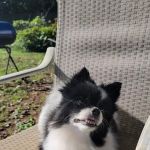 Gentle Care Animal Hospital