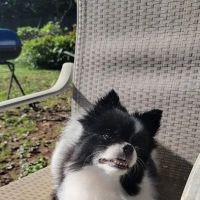 Gentle Care Animal Hospital ico