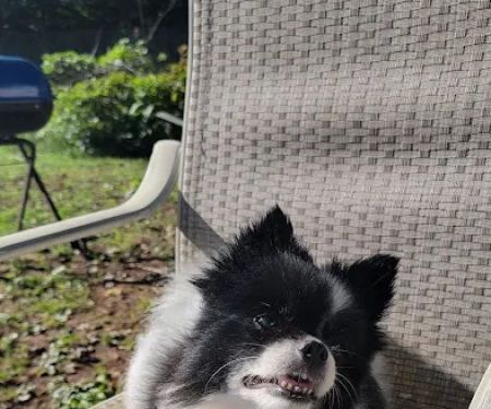 Gentle Care Animal Hospital