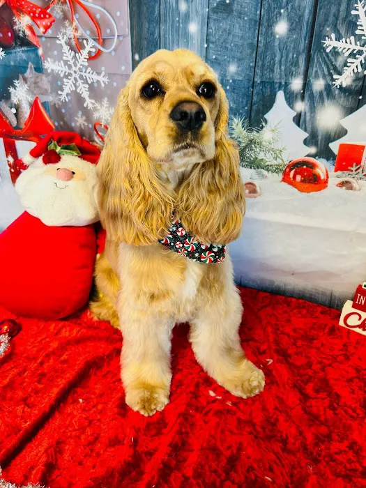 Gentle Care Animal Hospital Picture 5