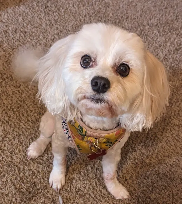 Gentle Care Animal Hospital Picture 4