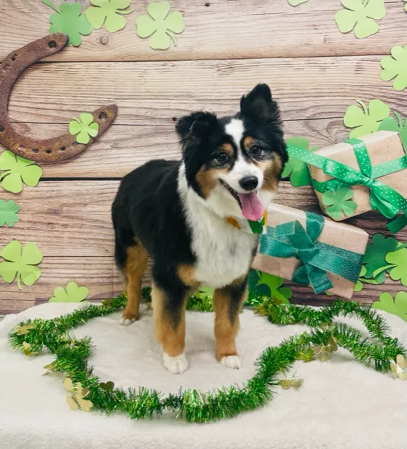 Gentle Care Animal Hospital Picture 10