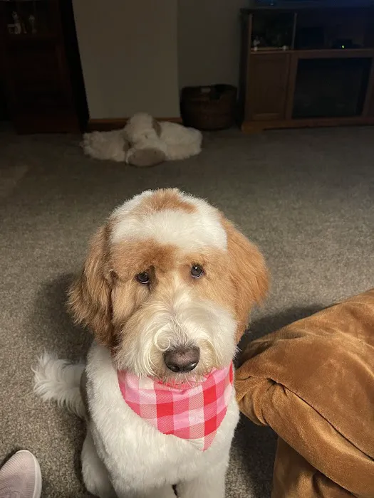 Best Friends Animal Hospital Picture 4