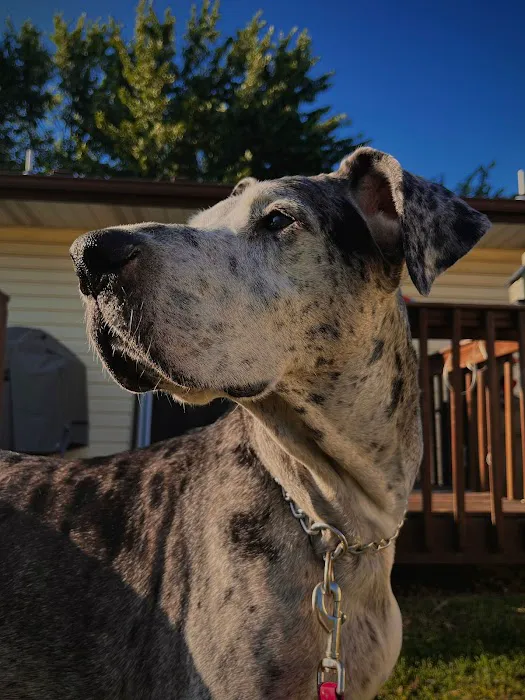 Best Friends Animal Hospital Picture 6