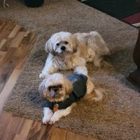 Cobblestone Veterinary Hospital ico