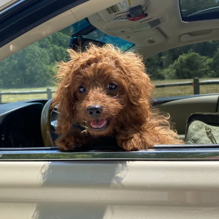 Cobblestone Veterinary Hospital Picture 3