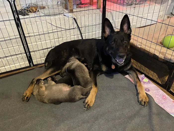 Cobblestone Veterinary Hospital Picture 4